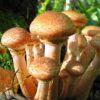 Опеньок осінній справжній (Armillaria mellea (Vahl. ex Fr.) сушений - 100 грам