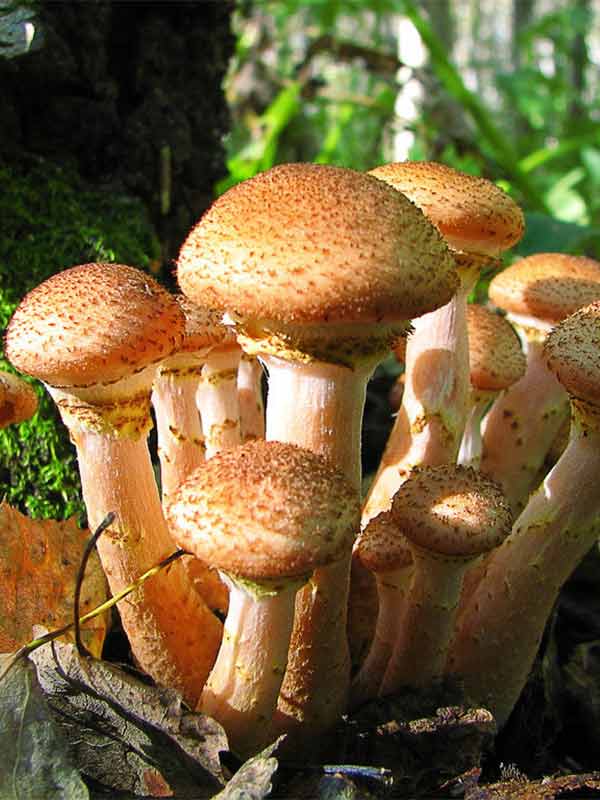 Опеньок осінній справжній (Armillaria mellea (Vahl. ex Fr.) сушений - 100 грам