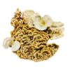 Траметес різнобарвний(Trametes versicolor) сушений - 100 грам