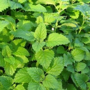 Меліса лікарська (лат. Melissa officinalis L) сушена - 50 грам