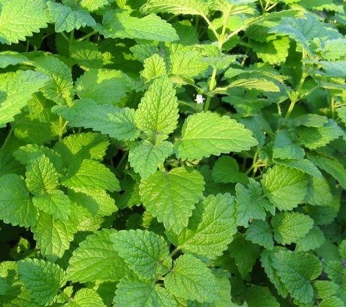 Меліса лікарська (лат. Melissa officinalis L) сушена - 50 грам