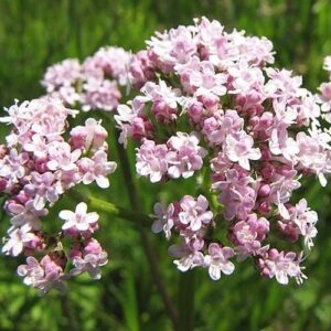 48328834204434_+09f0ab64de Валеріана (Valeriána) сушена - 50 грам