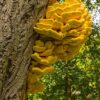 Трутовик сірчано-жовтий (Laetiporus sulphureus) сушений - 100 грам