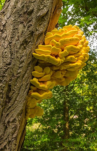 Трутовик сірчано-жовтий (Laetiporus sulphureus) сушений - 100 грам