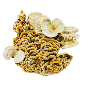 Траметес різнобарвний(Trametes versicolor) сушений - 100 грам