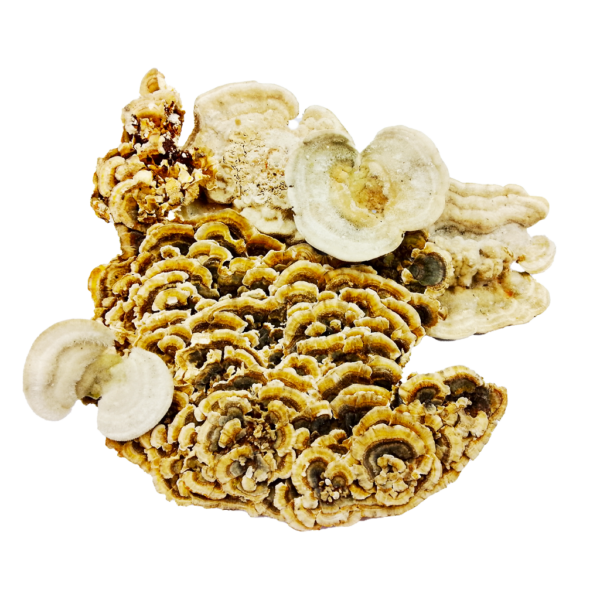 Траметес різнобарвний(Trametes versicolor) сушений - 100 грам