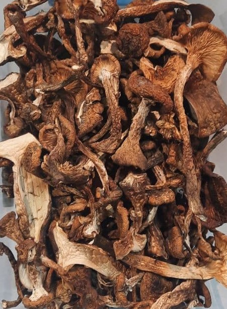 Опеньок осінній справжній (Armillaria mellea (Vahl. ex Fr.) сушений - 100 грам