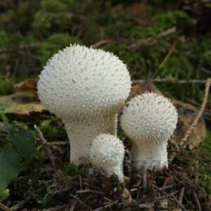 84433486792176_+e96af3d150 Дощовик їстівний (Lycoperdon perlatum Pers., Lycoperdon gemmatum Batsch) сушений - 100 грам