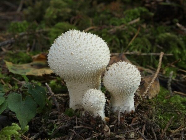 Дощовик їстівний (Lycoperdon perlatum Pers., Lycoperdon gemmatum Batsch) сушений - 100 грам