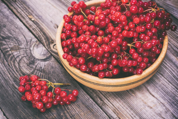 bunch of red viburnum in a wooden bowl Калина червона (Viburnum opulus) сушена - 100 грам