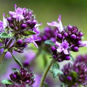 Чебрець (Thymus) сушений - 50 грам
