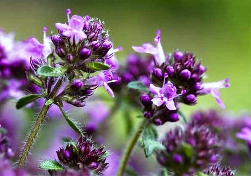 Чебрець (Thymus) сушений - 50 грам