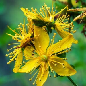 Звіробій звичайний (Hypericum perforatum) сушений - 50 грам