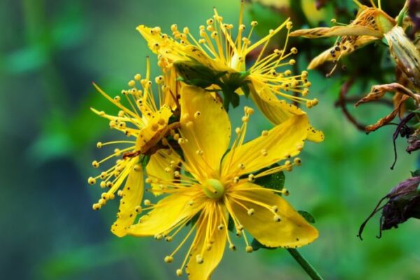 95188373502812_+ff63bf1d1d Звіробій звичайний (Hypericum perforatum) сушений - 50 грам