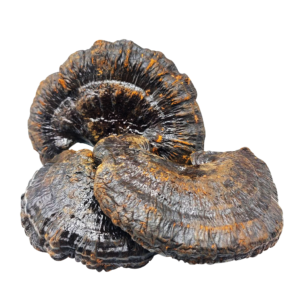 Трутовик лакований (Рейші) (Ganoderma lucidum)