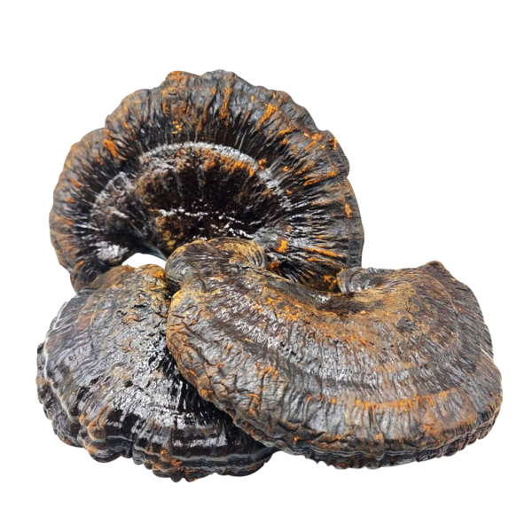 trutovyk-lakovanyi-reishi-ganoderma-lucidum-1-hram-76150158052523_+98e2a452ab Трутовик лакований (Рейші) (Ganoderma lucidum)