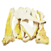 Трутовик сірчано-жовтий (Laetiporus sulphureus) сушений - 100 грам
